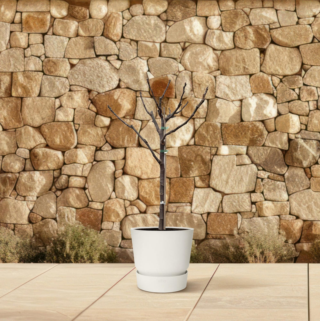 Ficus Carica – Echter Feigenbaum für Garten &amp; Terrasse