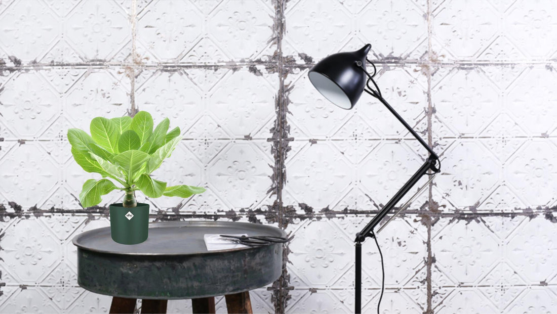 Brighamia Insignis &