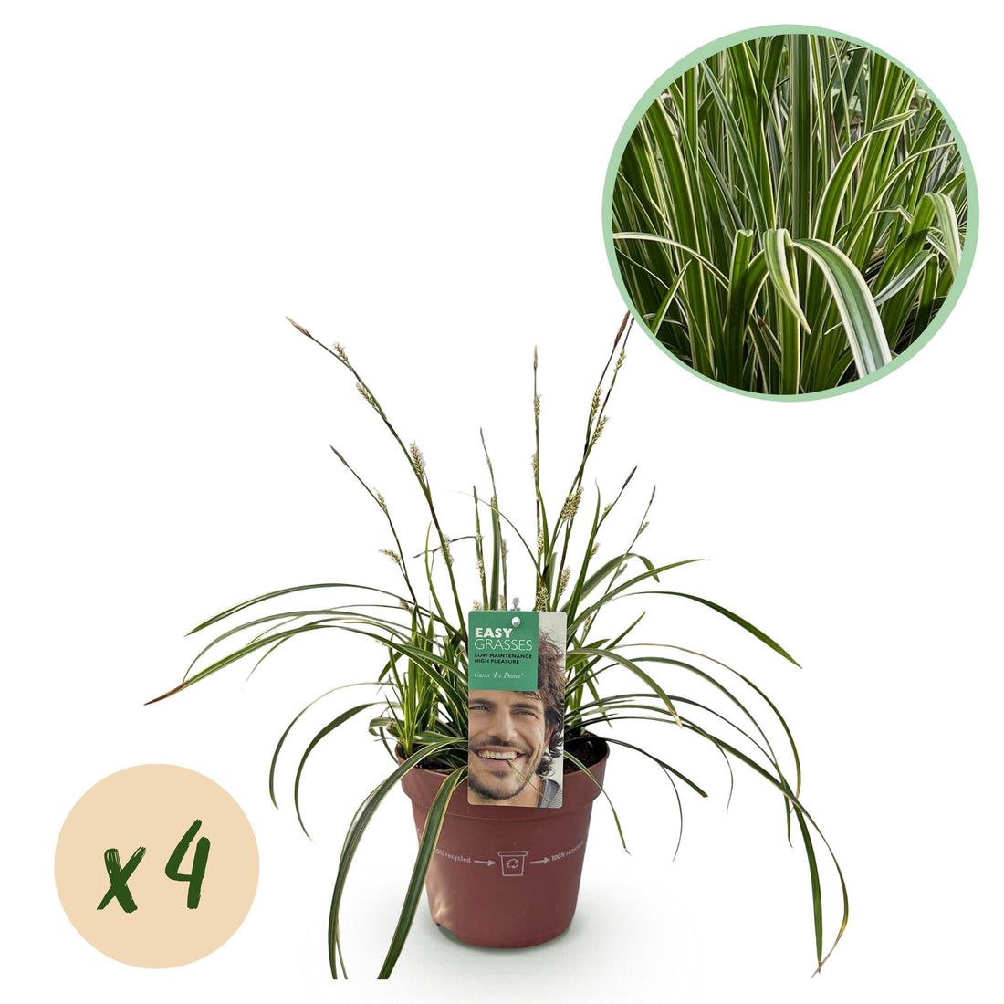Carex morrowii &