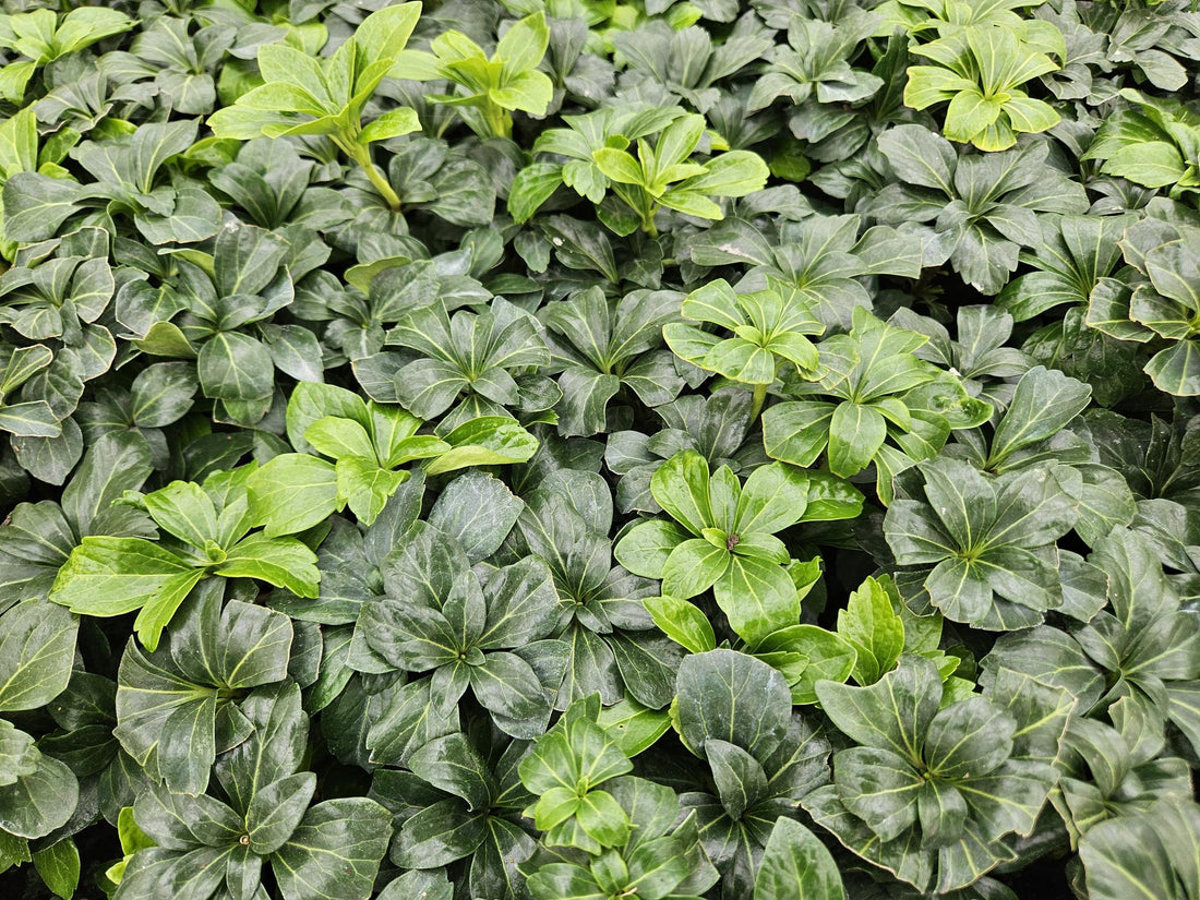 Pachysandra terminalis ‘Green Sheen’ – 24 Pflanzen, Ø 9 cm Topf, ↕ 10–25 cm – Immergrüner Bodendecker für Schattenlagen