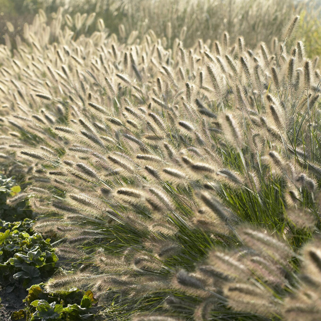 24x Pennisetum alopecuroides ‘Hameln’ – Lampenputzergras für Beete &amp; Kübel – Höhe 10–25 cm – Ø 9 cm