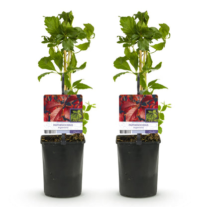 Wilde Wein - Parthenocissus Engelmannii - Blatt Grün später Rot - Wenig Pflege - 2 Pflanzen - Topf 11cm Höhe 40cm