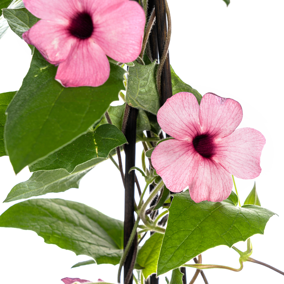 4x Thunbergia alata Sunny Susy Rose Sensation Ø13 cm - ↕60 cm