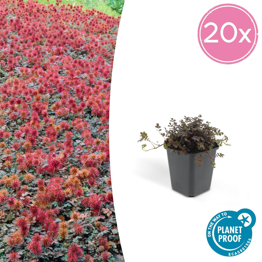 20x  Acaena microphylla &