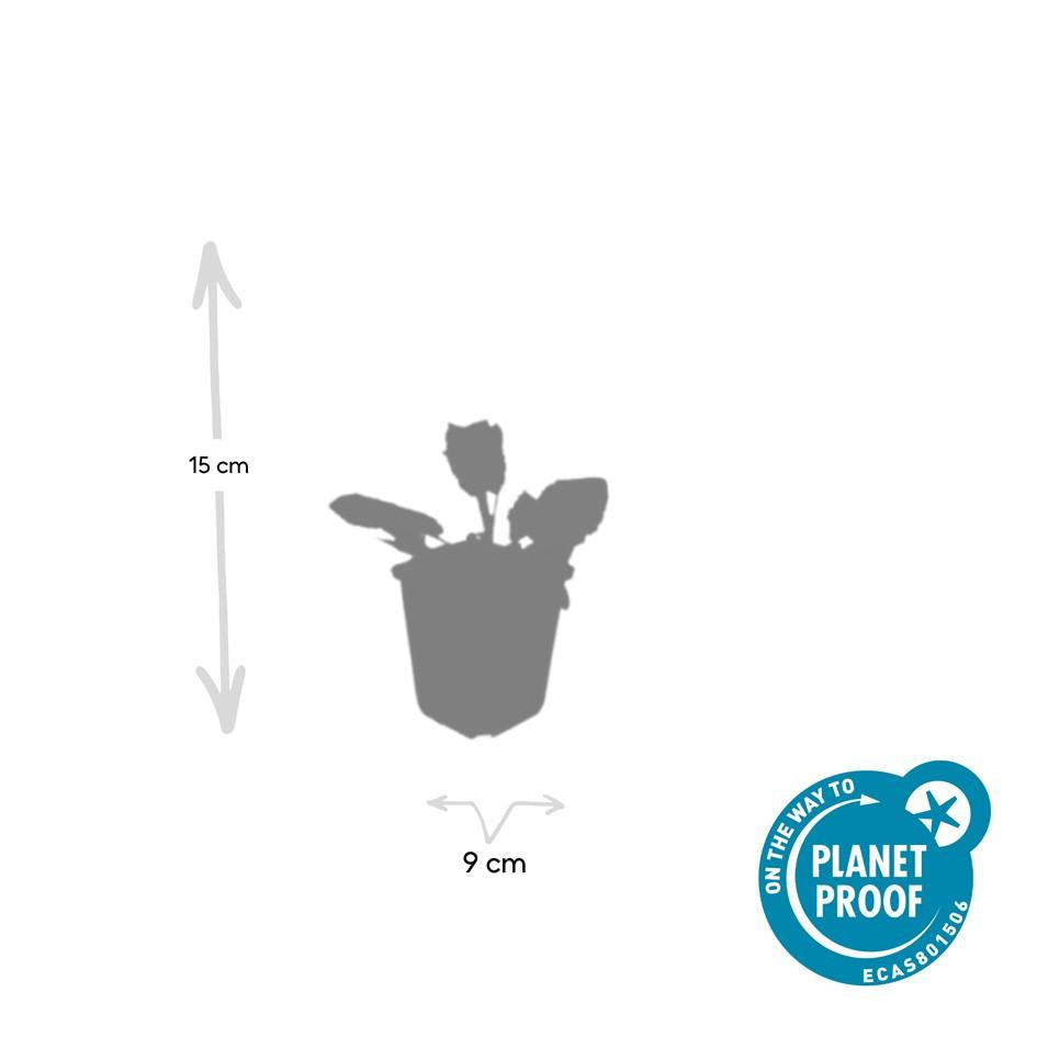 Salvia nemorosa ‘Mainacht’ – 24 Stück, Ø 9 cm Topf, ↕ 10–25 cm – Duftender, winterharter Ziersalbei für Garten &amp; Bienen