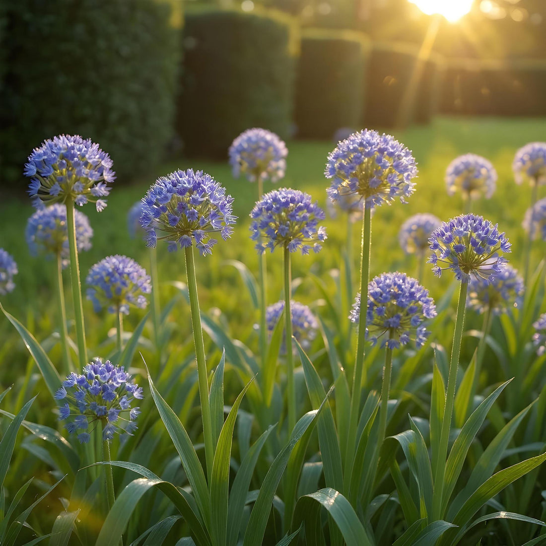 Blumenzwiebeln Allium Caeruleum | 40 Stück Blau – Zwiebelgröße 4/5 – XXL Pack