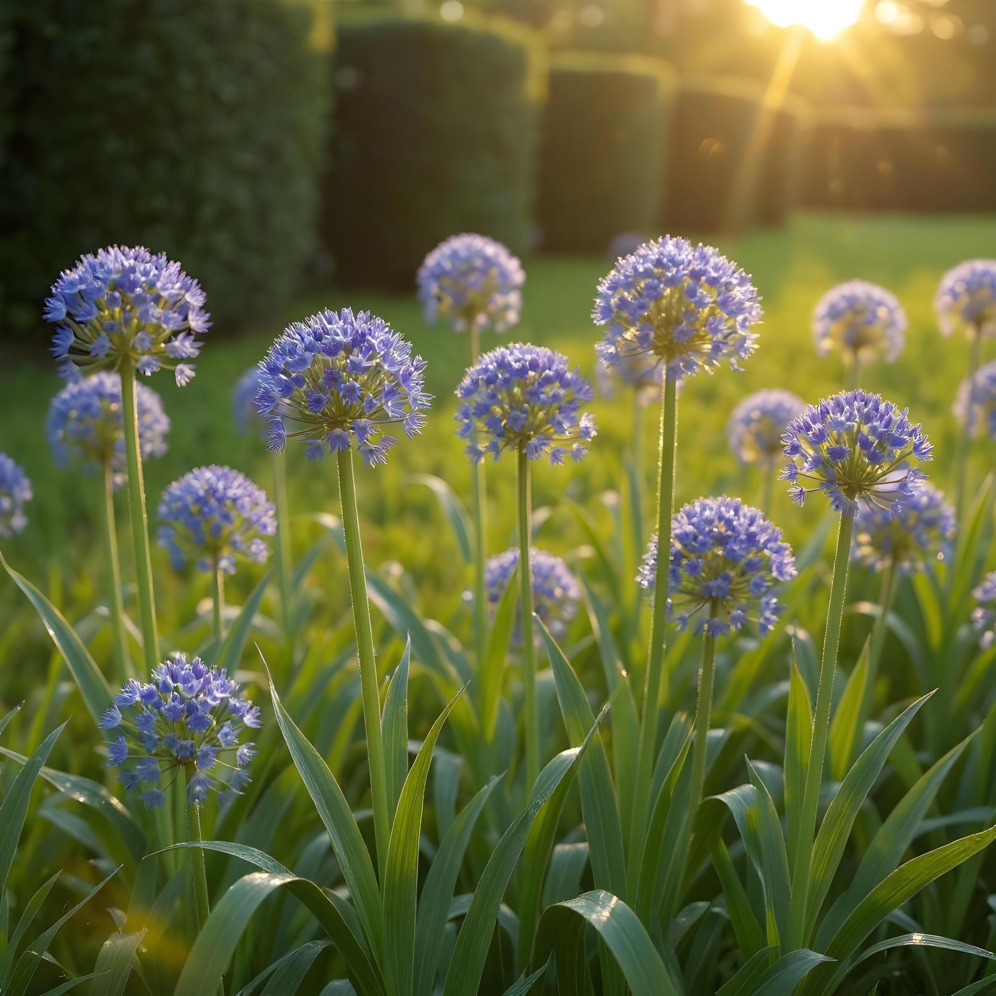 Blumenzwiebeln Allium Caeruleum | 40 Stück Blau – Zwiebelgröße 4/5 – XXL Pack