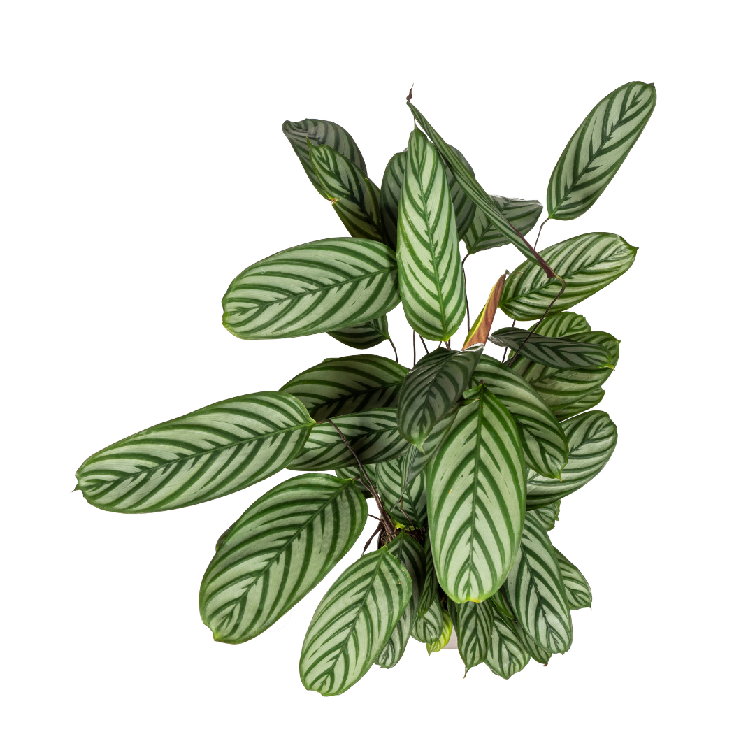 Calathea oppenheimiana | Korbmarante in verschiedenen Größen – Immergrün &amp; Haustierfreundlich