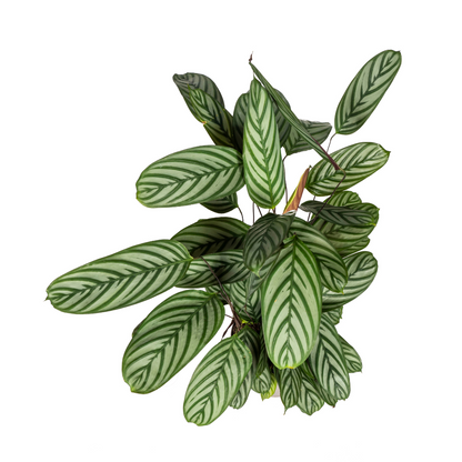 Calathea oppenheimiana | Korbmarante in verschiedenen Größen – Immergrün &amp; Haustierfreundlich
