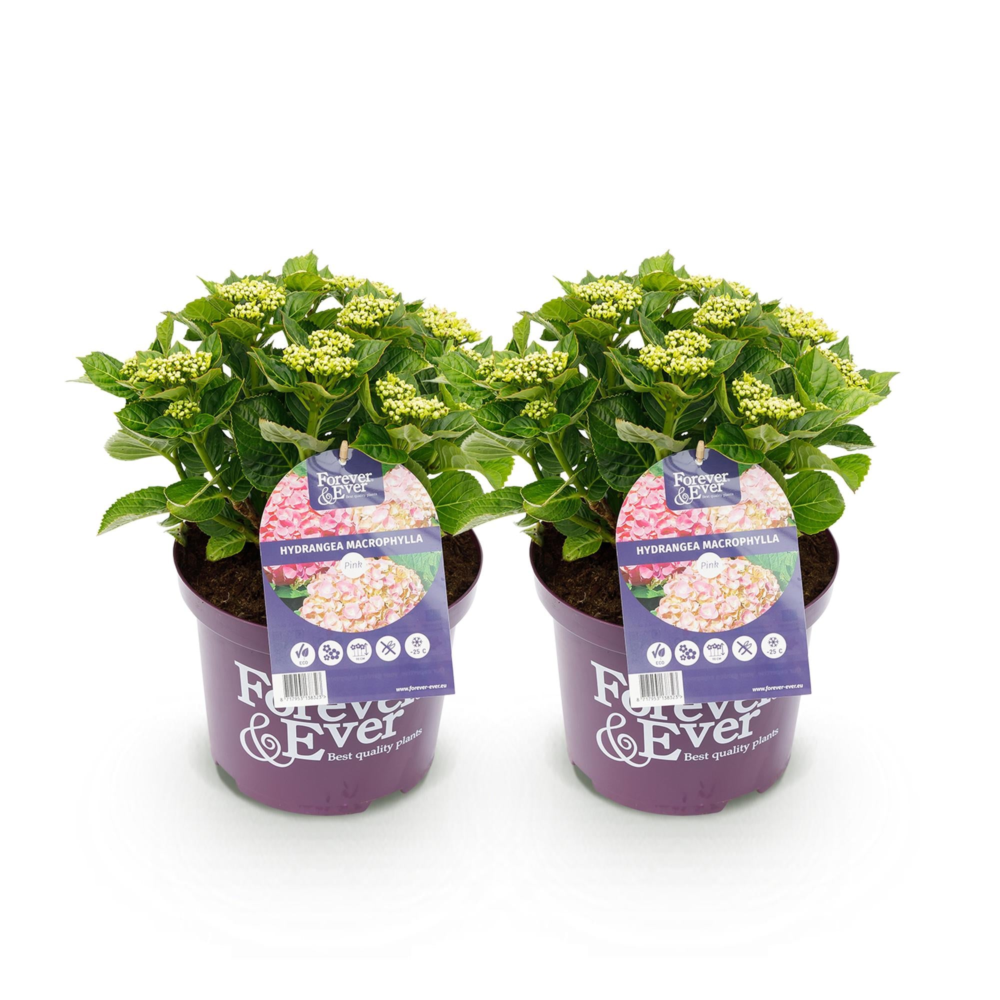 Balkon-Hortensie Forever &amp; Ever Rosa – 2 Pflanzen – 7–12 Blüten – Ø23 cm Topf – Höhe ca. 55 cm