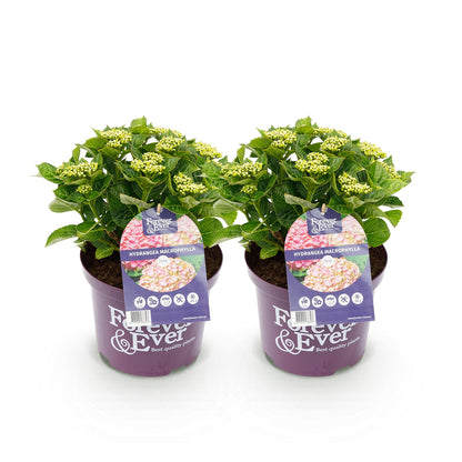 Balkon-Hortensie Forever &amp; Ever Rosa – 2 Pflanzen – 7–12 Blüten – Ø23 cm Topf – Höhe ca. 55 cm