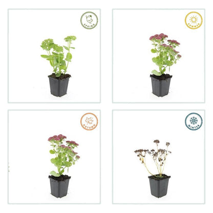 Sedum ‘Herbstfreude’ – 24 Stück, Ø 9 cm Topf, Wuchshöhe 10-25 cm – Pflegeleichte, winterharte Staude mit spätem Blütenzauber