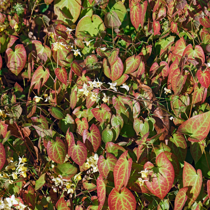 6x Epimedium y. &