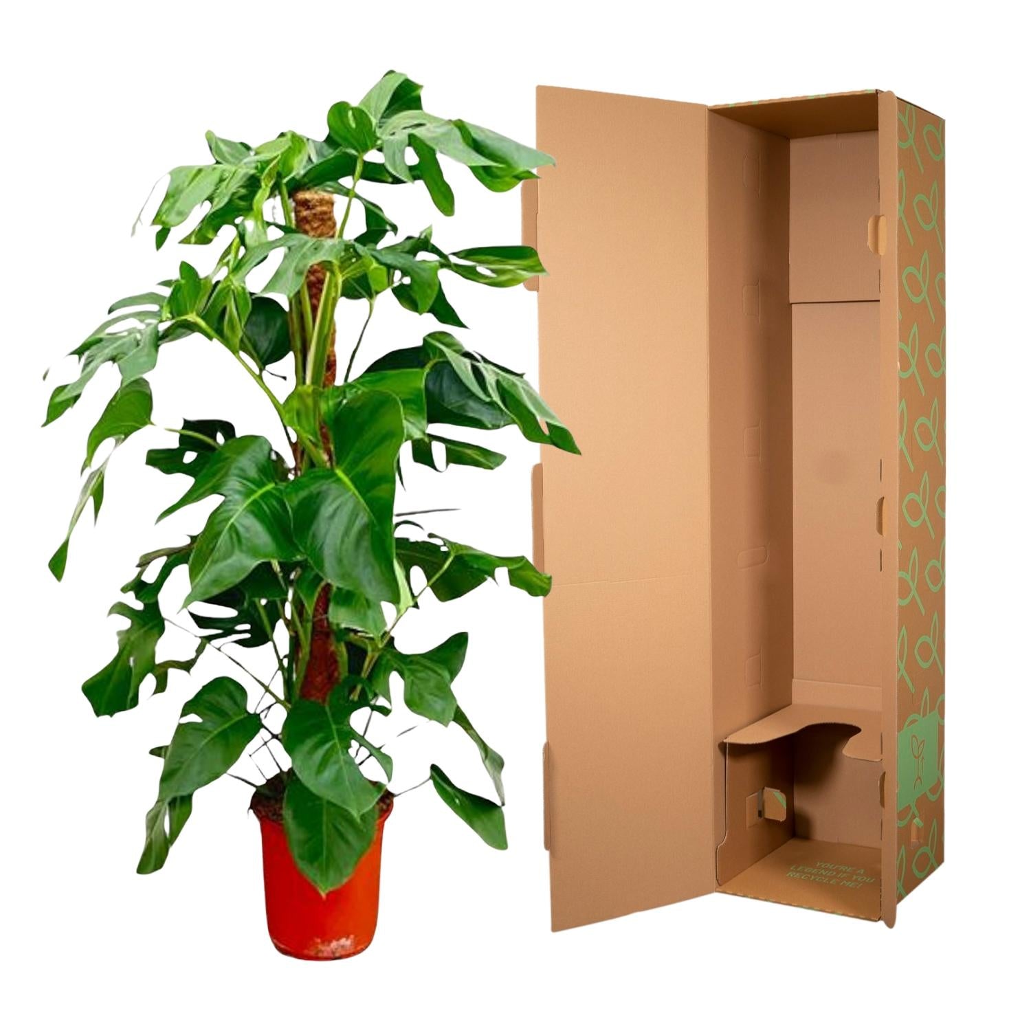 Monstera Pertusum XL 120 cm – Fensterblatt für Innenräume