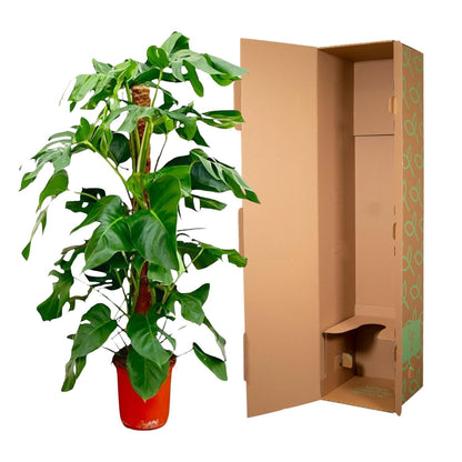 Monstera Pertusum XL 120 cm – Fensterblatt für Innenräume