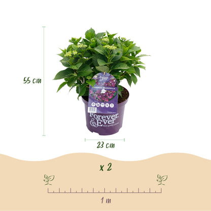 Balkon-Hortensie Forever &amp; Ever Lila – 2 Pflanzen – 7–12 Blüten – Ø23 cm Topf – Höhe ca. 55 cm
