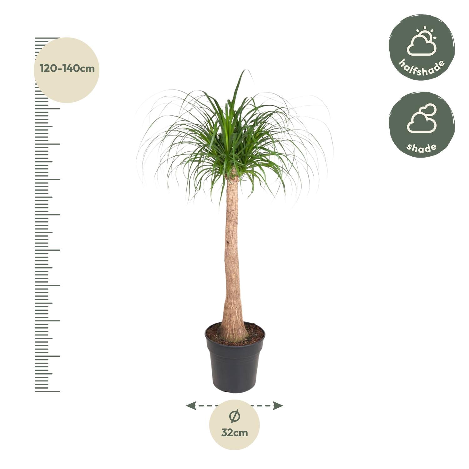 Beaucarnea Elefantenfuß 120 cm | Zimmerpflanze im Ø32 cm Topf – Pflegeleicht &amp; Exotisch