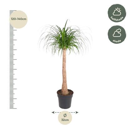 Beaucarnea Elefantenfuß 120 cm | Zimmerpflanze im Ø32 cm Topf – Pflegeleicht &amp; Exotisch