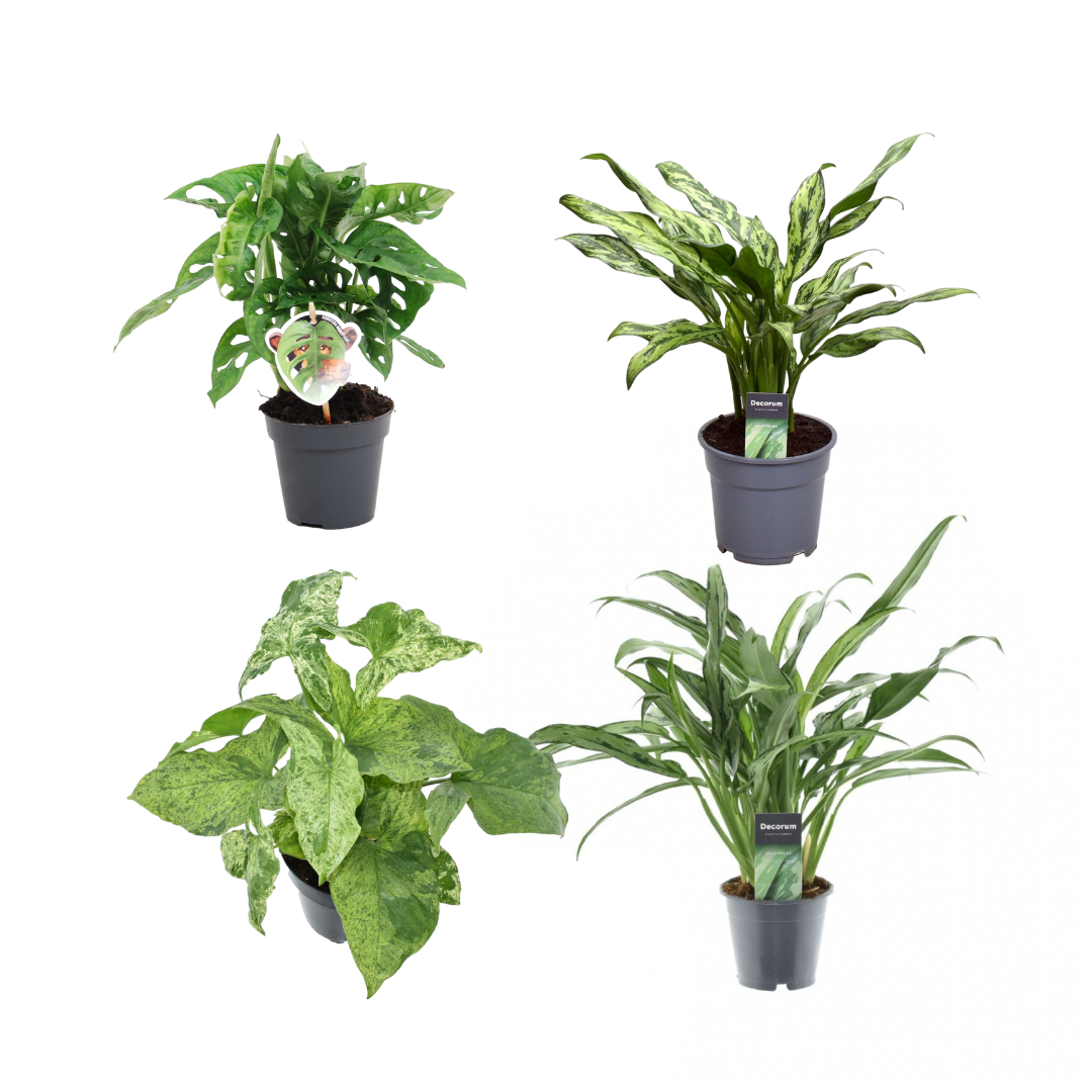 Pflanzenmix 4er-Set – Monstera, Aglaonema &amp; Syngonium