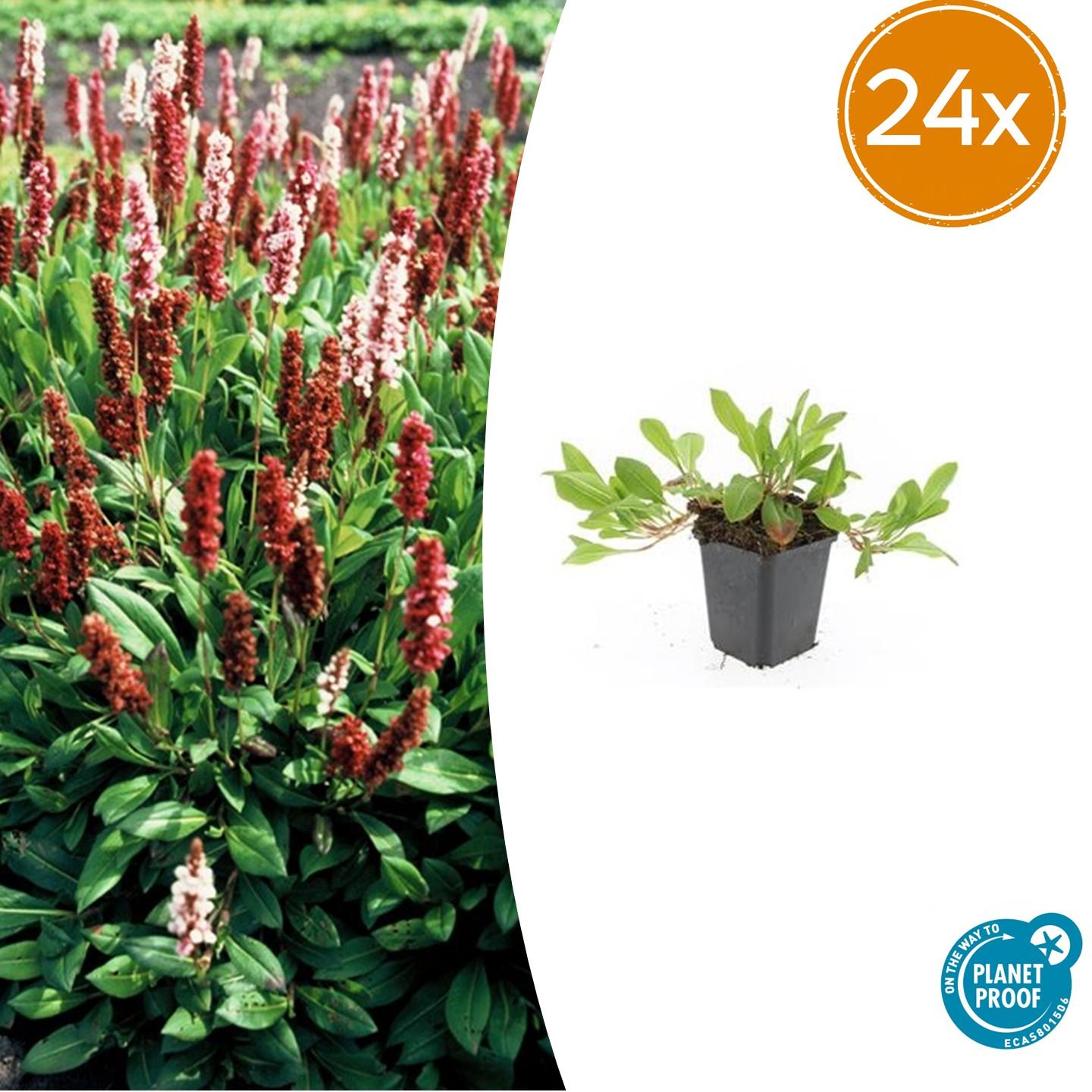 Persicaria aff. &