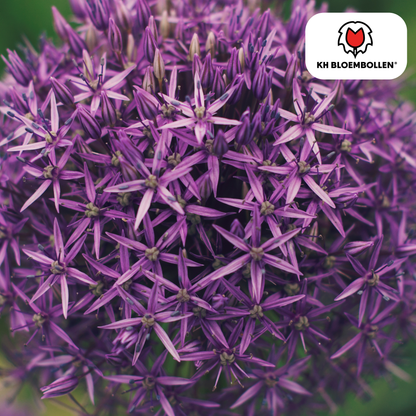 Allium Globemaster – 5 Stück | Riesiger Zierlauch in Violett