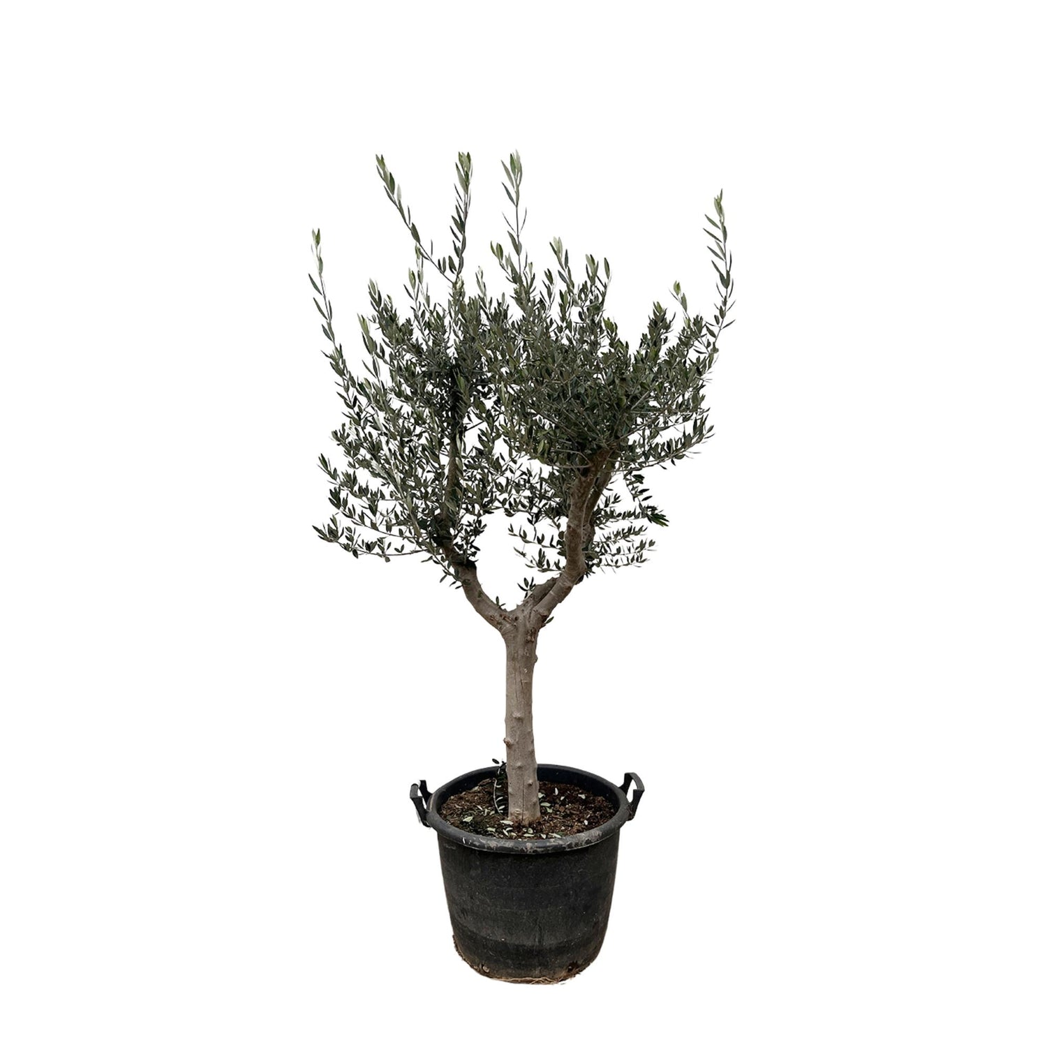 Olea europaea &