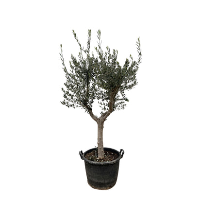 Olea europaea &