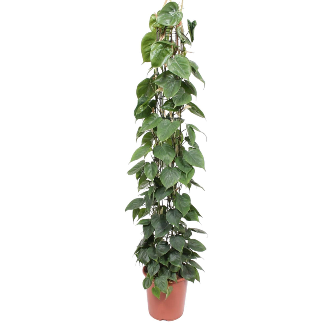 Philodendron scandens | Herzblatt-Philodendron – Pflegeleichte Kletter- & Hängepflanze