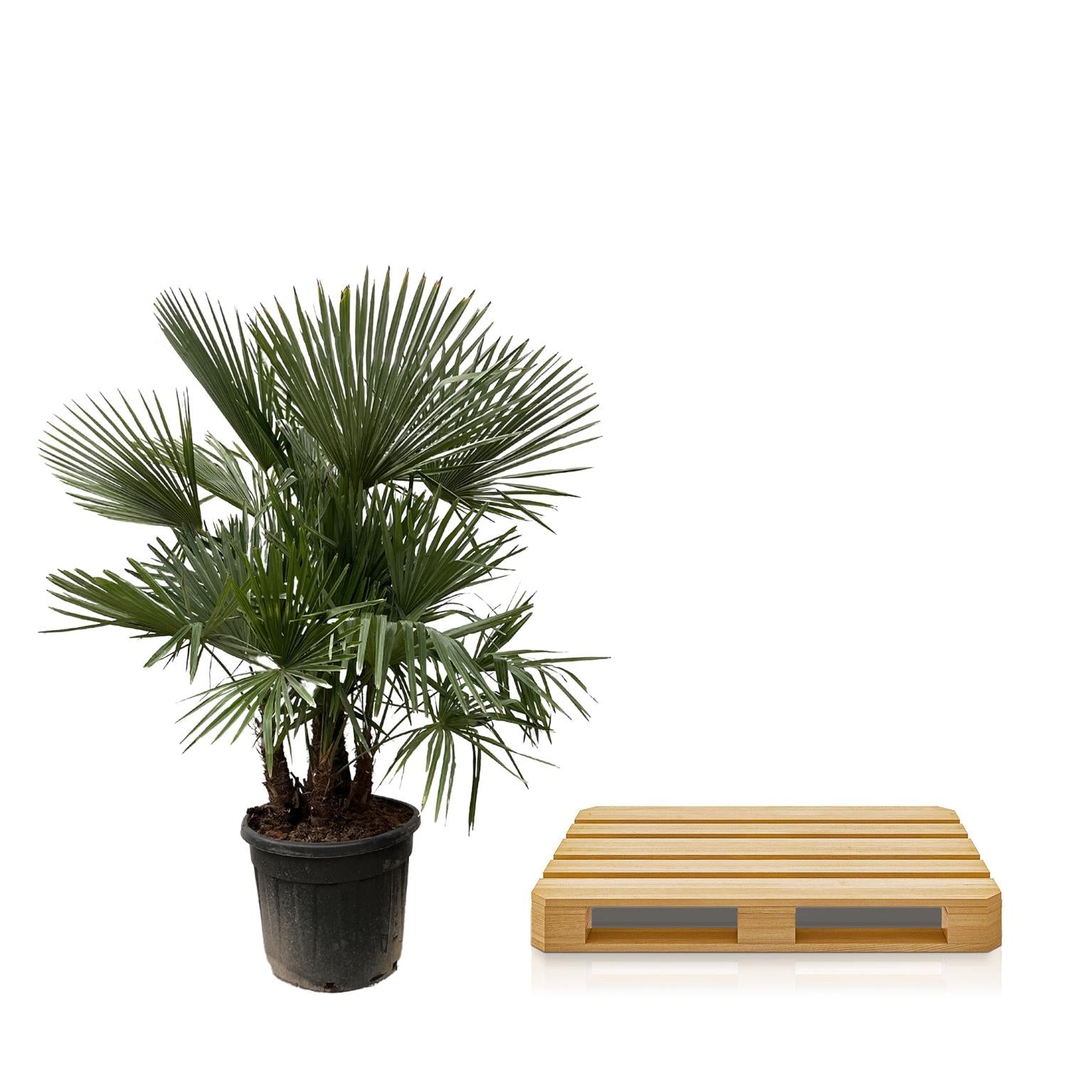 Trachycarpus fortunei Multistamm – Winterharte Hanfpalme – ca. 230 cm – Ø50 cm Topf – Exotischer Blickfang