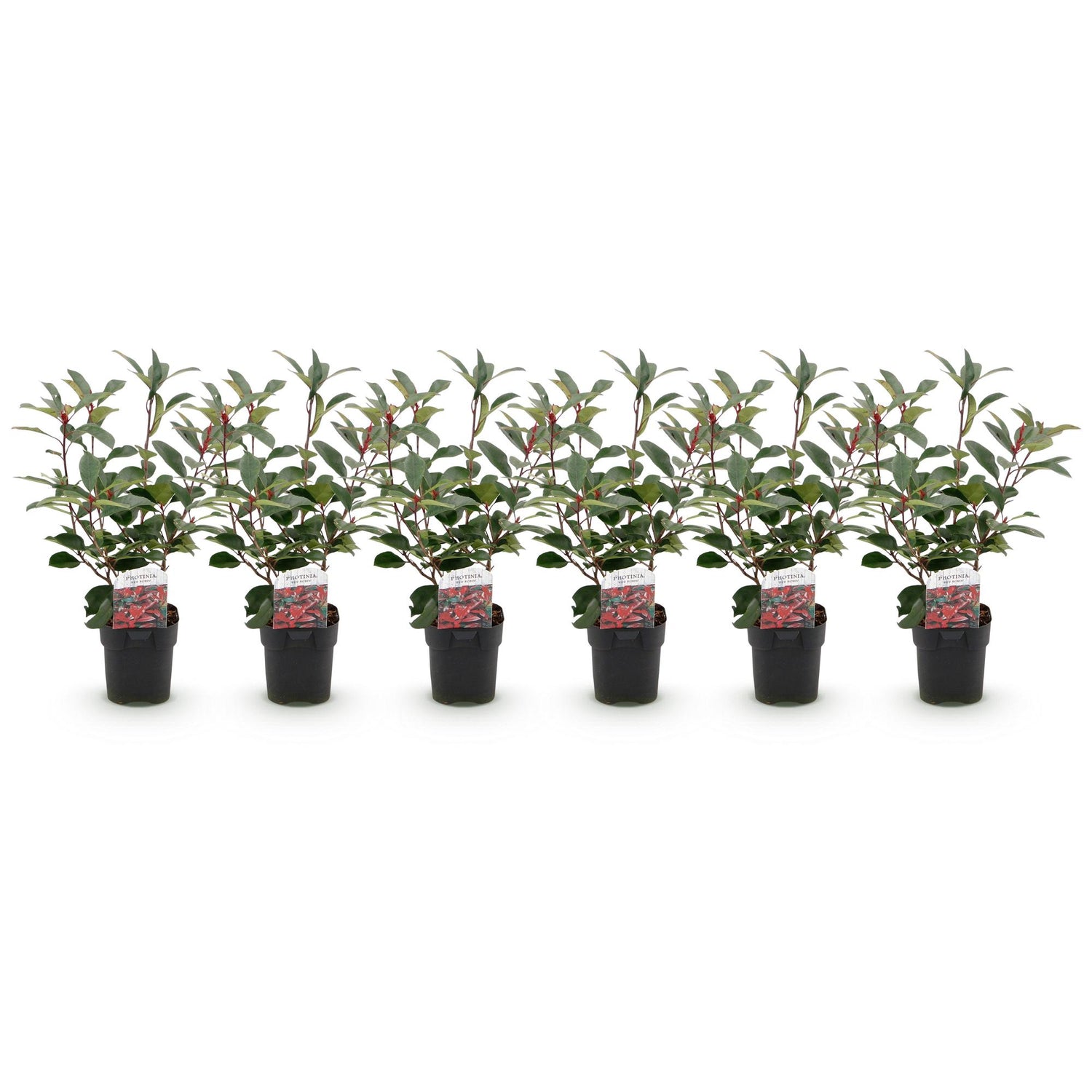 Heckenpflanzen - Photinia fraseri Red Robin - grün rot - 6 Pflanzen - 1 laufender Meter - immergrün - Topf 17cm Höhe 50cm