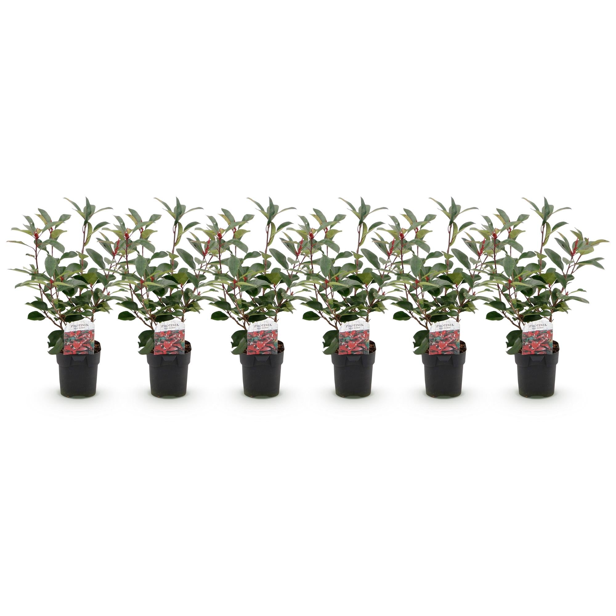 Heckenpflanzen - Photinia fraseri Red Robin - grün rot - 6 Pflanzen - 1 laufender Meter - immergrün - Topf 17cm Höhe 50cm