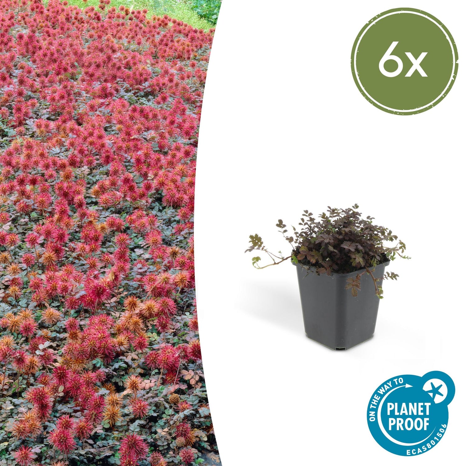 6x Acaena microphylla &