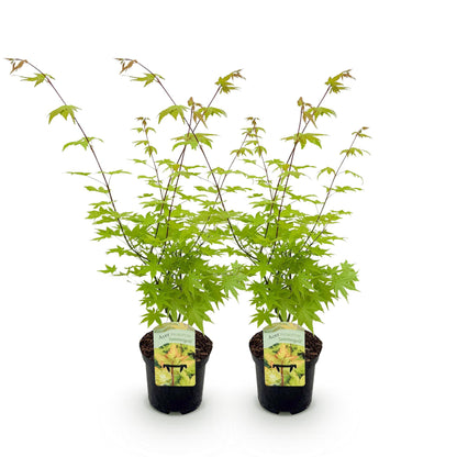 GreenboutiQ - Balkonpflanze - Japanischer Ahorn - Acer palmatum Summergold - Gelb - 2 Pflanzen - Laubabwerfend - Topf 19cm Höhe 70cm