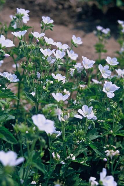 24x Geranium sanguineum ‘Album’ – Weißblühender Storchschnabel – Höhe 10–25 cm – Ø 9 cm Topf