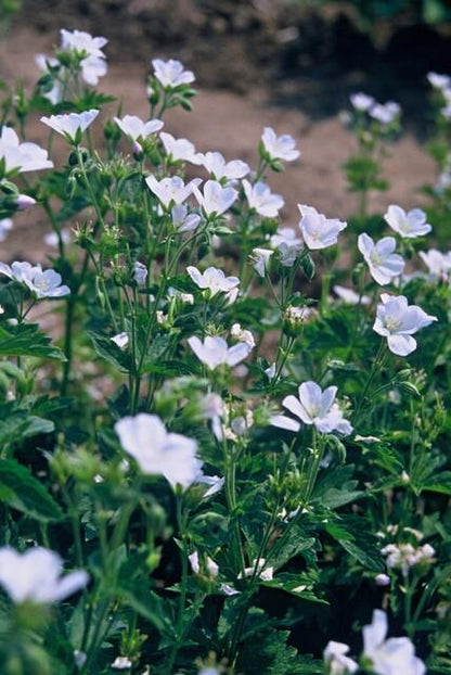 24x Geranium sanguineum ‘Album’ – Weißblühender Storchschnabel – Höhe 10–25 cm – Ø 9 cm Topf