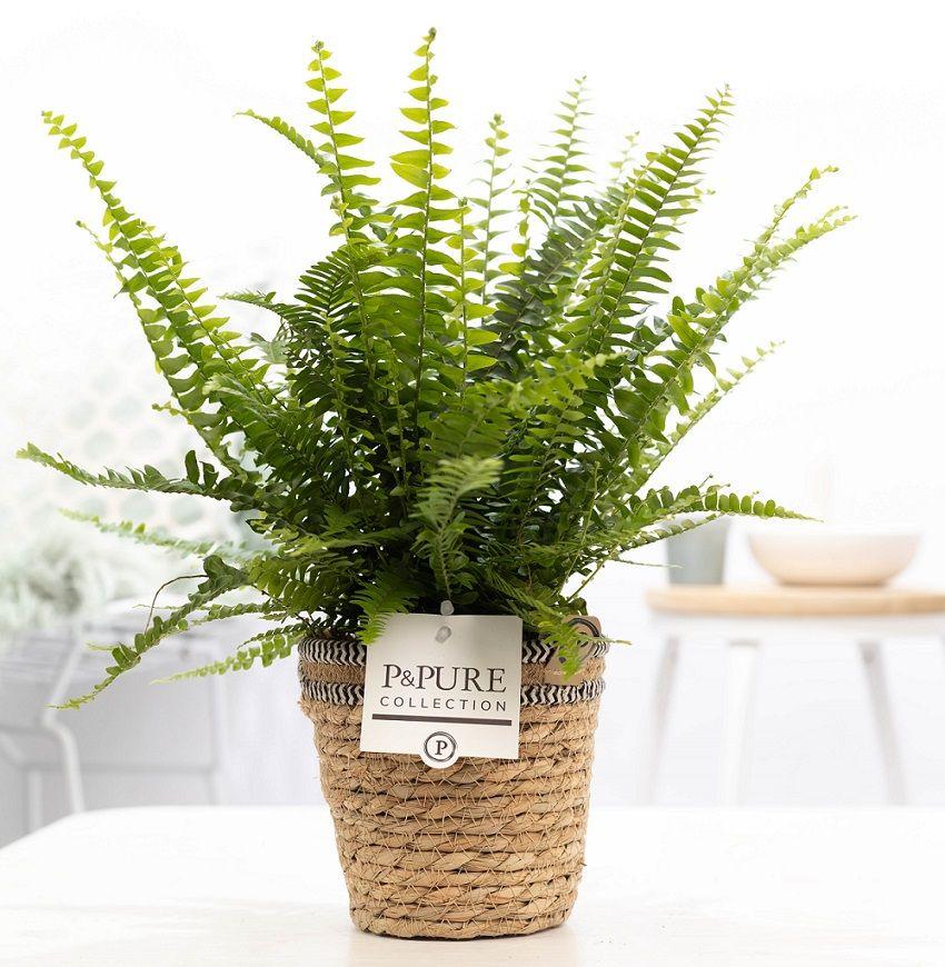 Nephrolepis Green Lady In P&amp;PURE Basket - Ø12cm - ↕35cm