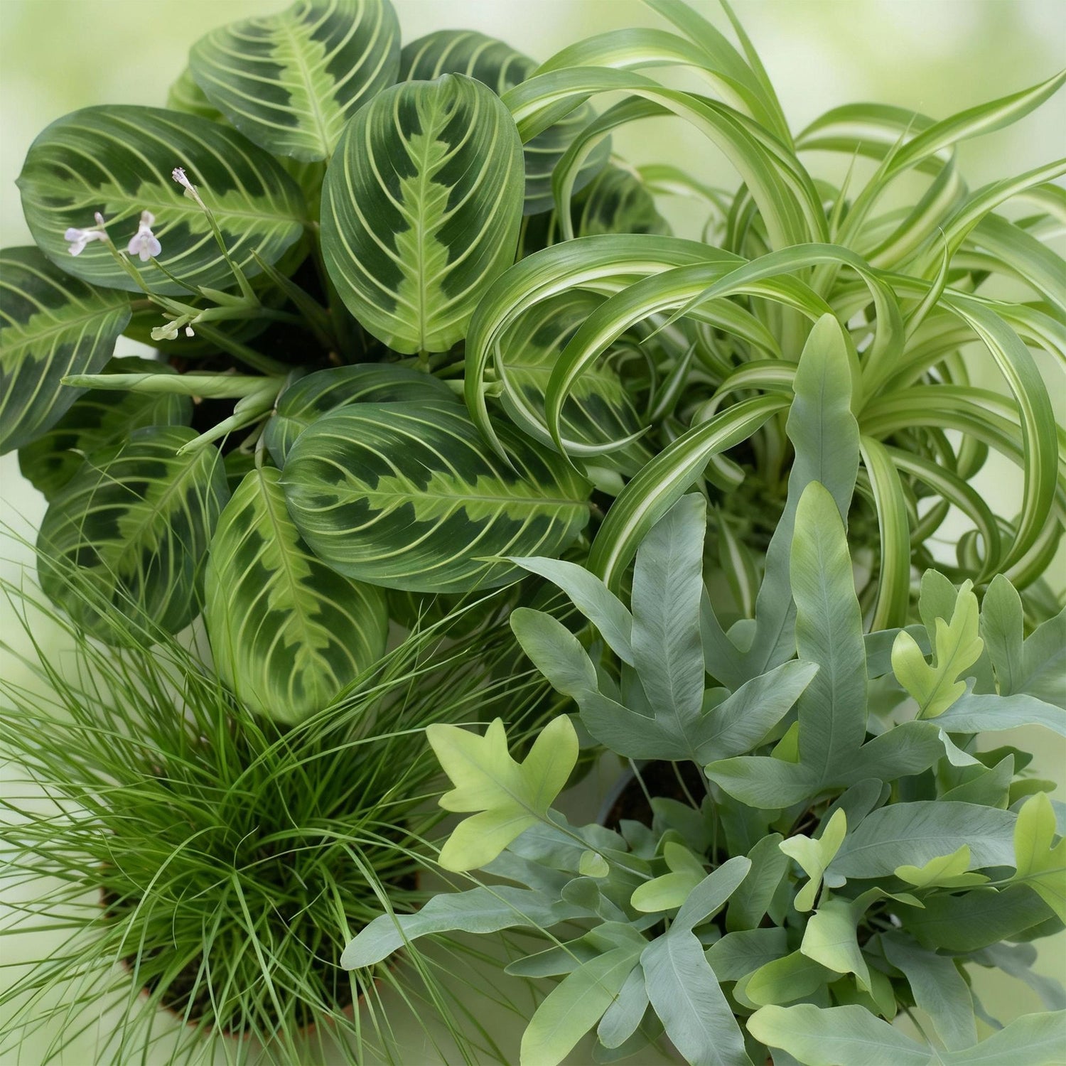 Mix aus 4 - Haustierfreundliche Pflanzen - Chlorophytum - Cyperus - Phlebodium - Marantha - Topf 12cm - Höhe 25cm