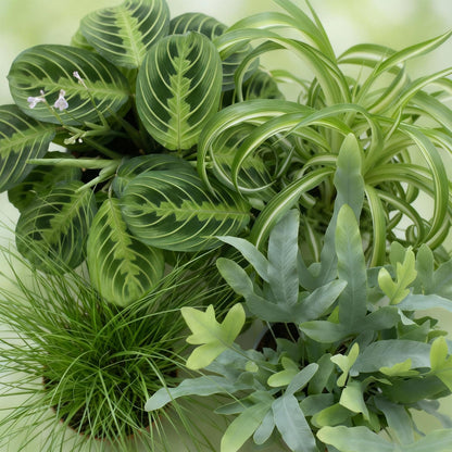 Mix aus 4 - Haustierfreundliche Pflanzen - Chlorophytum - Cyperus - Phlebodium - Marantha - Topf 12cm - Höhe 25cm