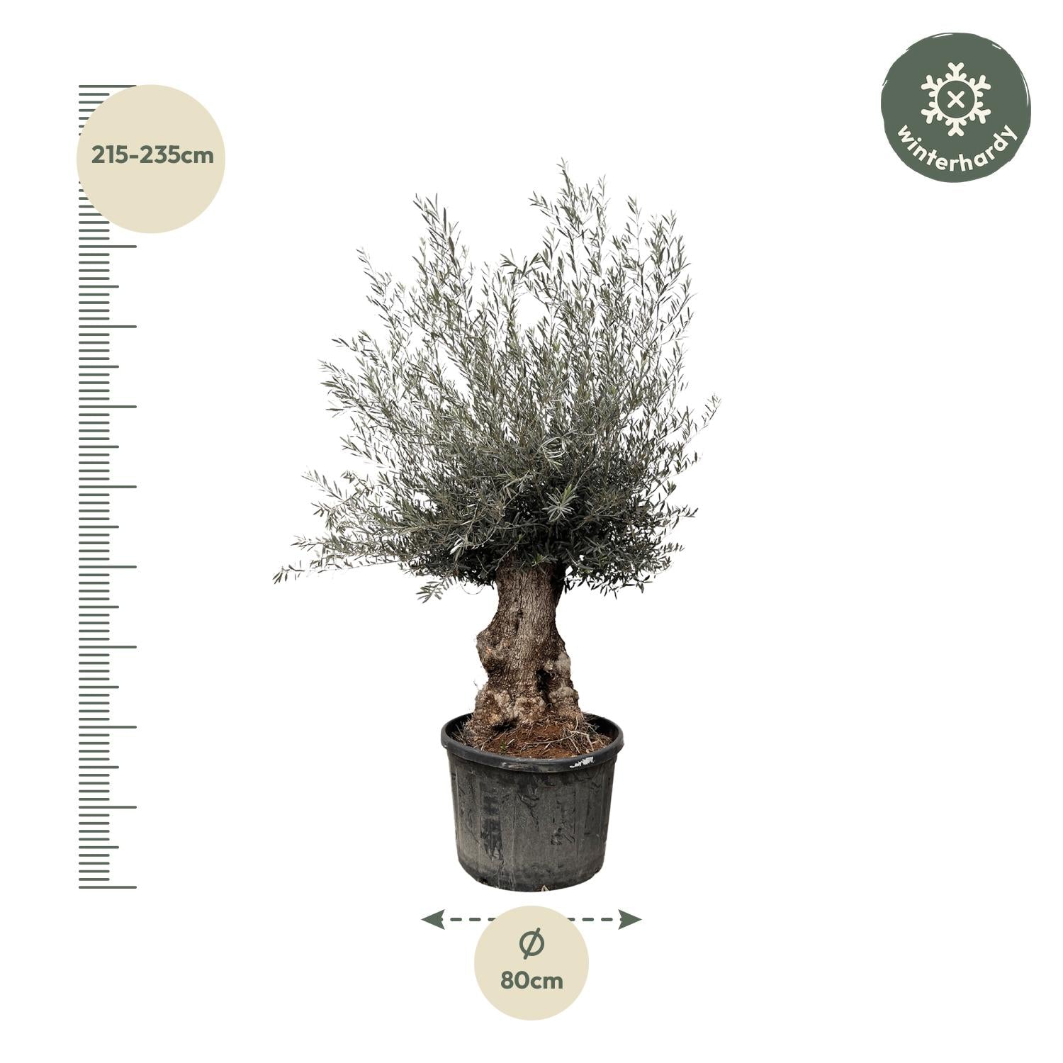 Olea europaea Bonsai – Mediterraner Olivenbaum