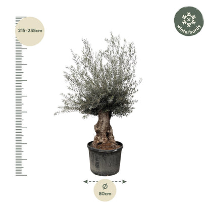 Olea europaea Bonsai – Mediterraner Olivenbaum