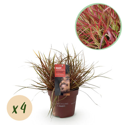 Uncinia rubra &