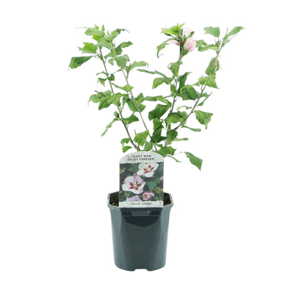 Hibiscus syriacus Hamabo - Blüte Hellrosa - 1 Pflanze - Laubabwerfend - Wenig Pflege - Topf 17cm Höhe 45cm