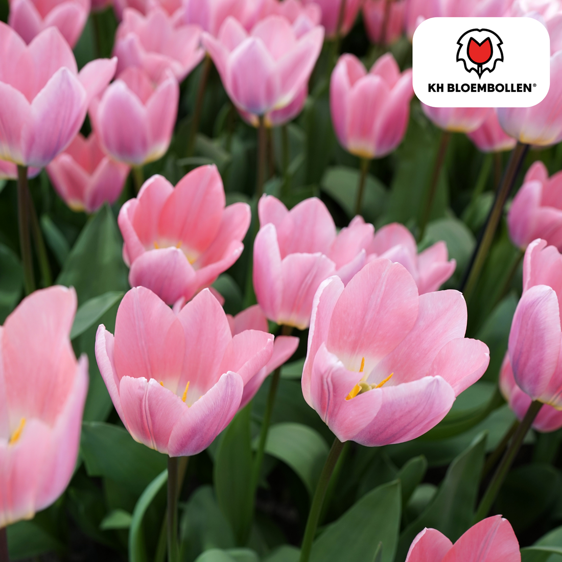 Leichte &amp; verträumte Tulpen – 20er-Pack | Pastell-Mischung