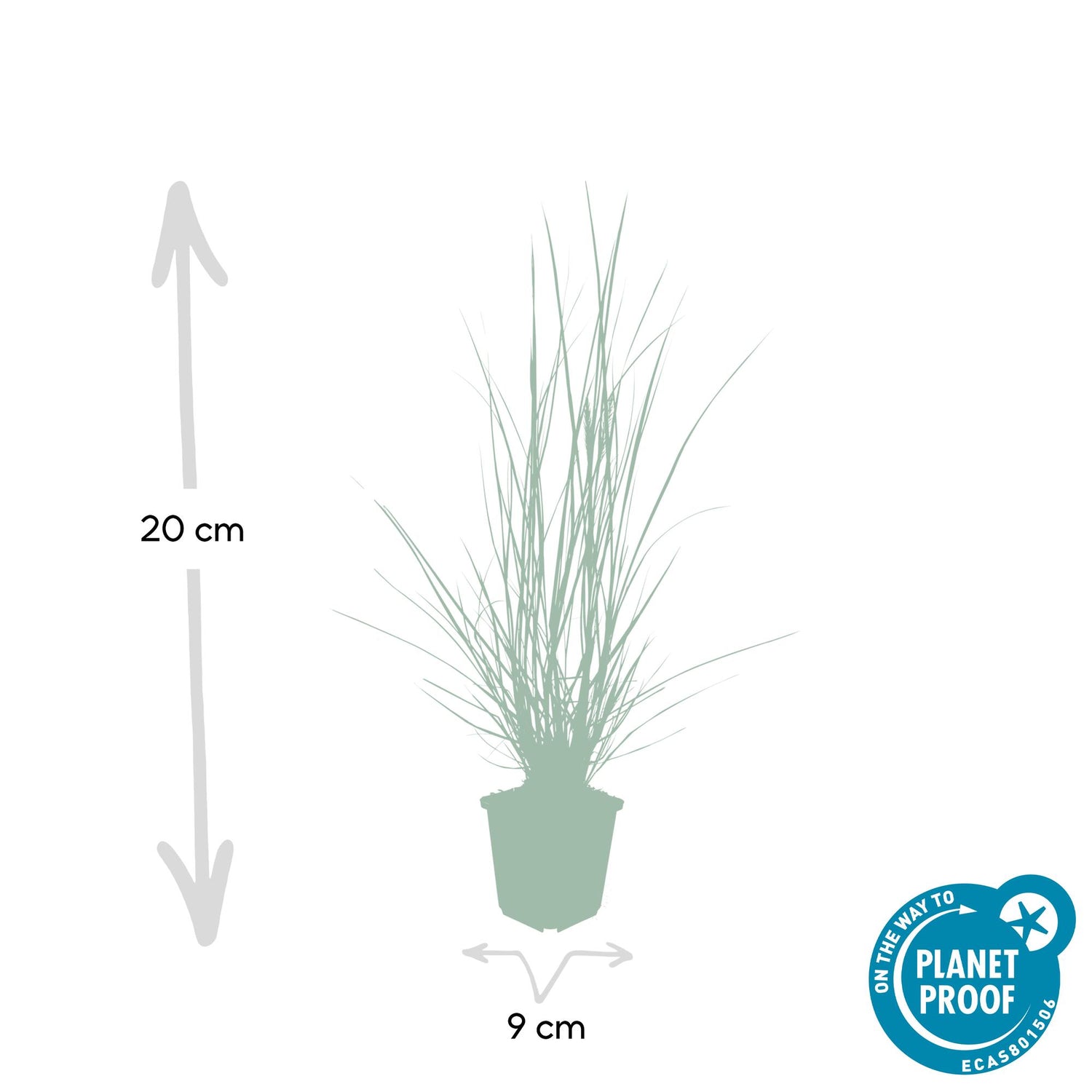 24x Pennisetum alopecuroides ‘Hameln’ – Lampenputzergras für Beete &amp; Kübel – Höhe 10–25 cm – Ø 9 cm