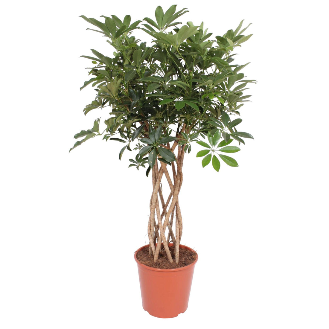 Schefflera arboricola Compacta | Strahlenaralie mit geflochtenem Stamm – Verschiedene Größen