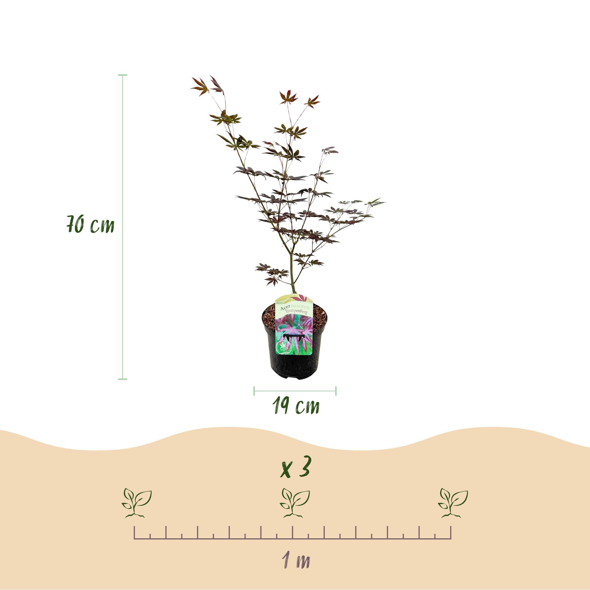 Japanischer Ahorn - Acer palmatum Trompenburg - Dunkel Lila - 2 Pflanzen - Laubabwerfend - Topf 19cm Höhe 70cm
