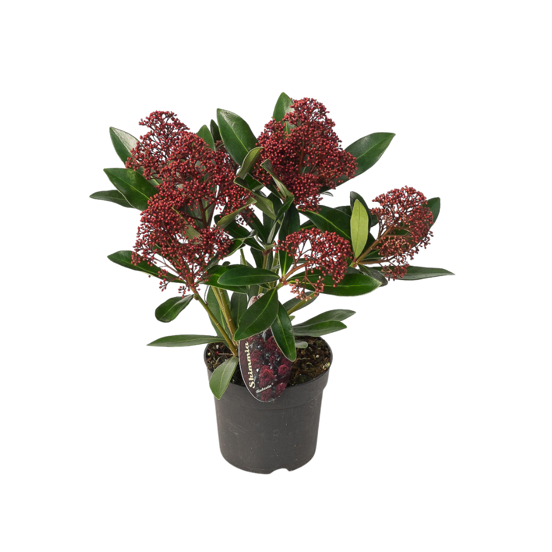 Set mit 3 Skimmia ‚Rubella‘ – Ø 10,5 cm – ↨ 20-25 cm