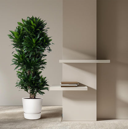 Dracaena Compacta – Pflegeleichte Zimmerpflanze für dein Zuhause