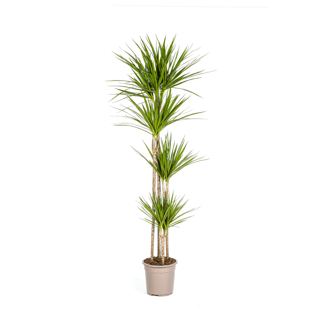 Dracaena Marginata ‘Green’ Ø27, 170–190 cm