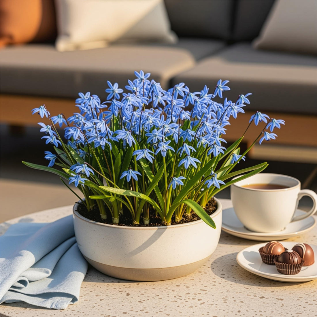 Blumenzwiebeln Scilla Siberica | 50 Stück Lila – Zwiebelgröße 7/8 – XXL Pack